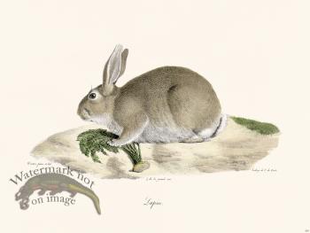 Cuvier 262 Rabbit